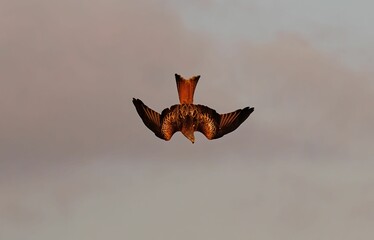 Wall Mural - Majestic bird soaring through the sky with its wings spread out wide