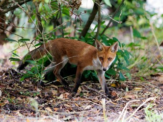 Sticker - Scenic view of a red fox on a green lawn