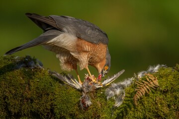 Poster - Eurasian sparrowhawk (Accipiter nisus) with its prey