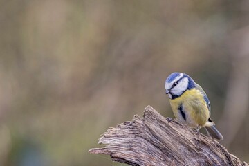 Poster - Blue Tit perched on a tree branch in a peaceful outdoor setting