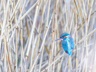 Poster - Vibrant, blue kingfisher perched on a thin tree branch