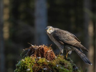 Wall Mural - Majestic Northern goshawk perched atop a moss-covered tree stump in a forested landscape