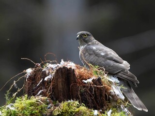 Wall Mural - Majestic Northern goshawk perched atop a moss-covered tree stump in a forested landscape