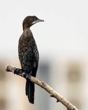 A Cormorant Bird Perched Atop A Branch