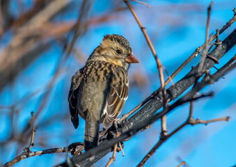 Wall Mural - perched harris's sparrow