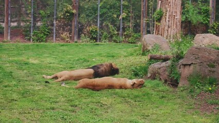 Sticker - Closeup of a couple of lions sleeping on a green grass in a zoo cage