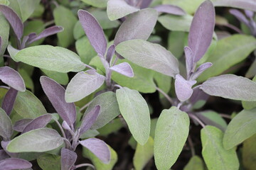 Wall Mural - Sage green and purple leaf, salvia officinalis purpurascens.