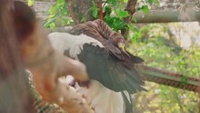 Closeup Video Of Steller's Sea Eagle Bird In A Zoo Cage