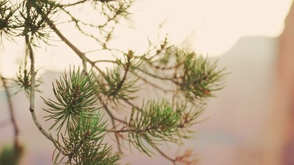 Poster - Shallow focus of vibrating Pinus sylvestris plants with sunset sky in the background