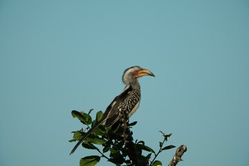 Wall Mural - Yellow-billed hornbill perched on a tall tree branch against a backdrop of a blue sky