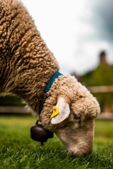 Wall Mural - White and grey sheep on a lush green field, grazing on the grass with its head down