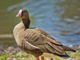 Poster - Closeup of a goose on green lawn