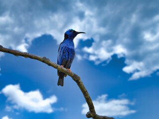 Poster - Closeup of a red-legged honeycreeper perched on a tree branch