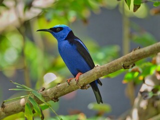 Canvas Print - Close-up of a vibrant red-legged honeycreeper standing on a tree branch