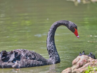 Poster - Close-up of a majestic black swan swimming in a calm, sunlit pond