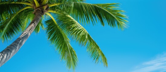 Poster - A high-resolution image of a coconut palm tree with green branches against a blue sky background. The