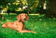 A dog of the Hungarian Vizsla breed lies on its side against the background of a green park. The dog walks and is eight months old. The photo is blurred. Horizontal photo.