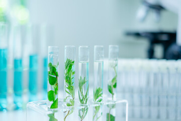 Wall Mural - Close up look of an eco or botany and plants test tube or glassware and Scientist is holding and testing a result of natural product and organic cosmetic health care. eco laboratory microbiology.