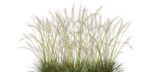 Wall Mural - cut-out long grass field prairie on transparent 3d render png