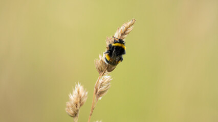 Wall Mural - Closeup on Early Bumblebee (Bombus pratorum)