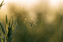 Spider On Web During Golden Hour Sunset 