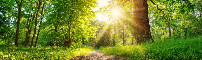 Canvas Print - Beautiful background of the natural park with narrow trail in summer.