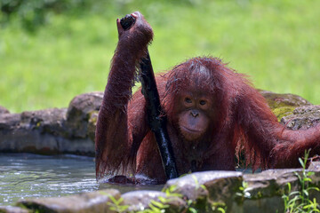 Wall Mural - Baby orangutan on a pond holding a stick