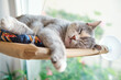 © TanyaJoy - Domestic cat sleeps sweetly in a window hammock. Cute pet resting in a cozy soft bed.