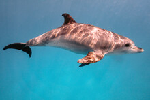Beautiful Bottlenose Dolphin Underwater In Red Sea, Hurghada, Egypt.