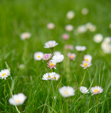 Fototapeta Tulipany - Daisies growing in a green grass on a lawn