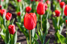 Blooming Tulips In Flower Bed At The City Park