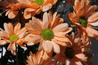 A bouquet of fresh delicate orange chrysanthemum flowers in a vase on the background of grey cloth 