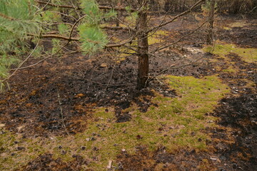 Wall Mural - young pine forest after a fire