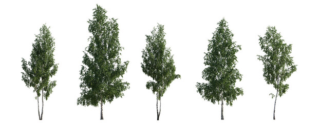 Wall Mural - Set of Birch trees betula trees isolated png in sunny daylight on a transparent background perfectly cutout
