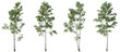 © Roman - Set of Birch trees betula forest trees isolated png in sunny daylight on a transparent background perfectly cutout