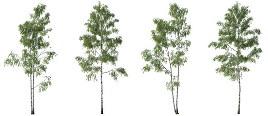 Wall Mural - Set of Birch trees betula forest trees isolated png in sunny daylight on a transparent background perfectly cutout
