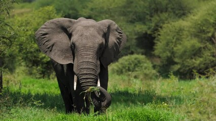 african savanna elephant standing at the waterside. scientific expedition in tanzania, professional 