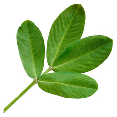 Wall Mural - Peanut leaf isolated on white background.