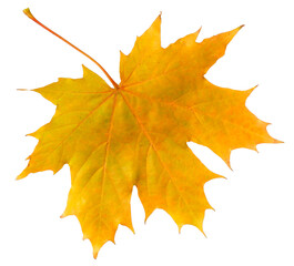 Wall Mural - yellow maple leaf isolated on a white background.