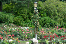 Lamppost In A Rose Garden