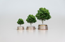 Money Growth Concept, Business Success Concept, Trees Growing On A Pile Of Coins On A Light Background.