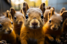 Many Baby Squirrels Portrait In Forest Park Looking At Camera With A Curious, Funny, Surprised Look, Funny, Humorous Wild Animals, Wide Angle Photography. Positive Concept. Generative AI Technology