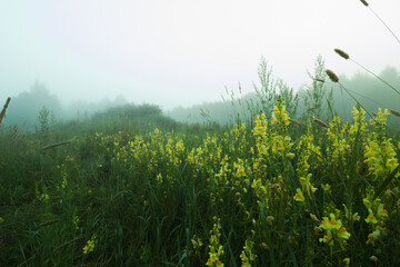 field of grass