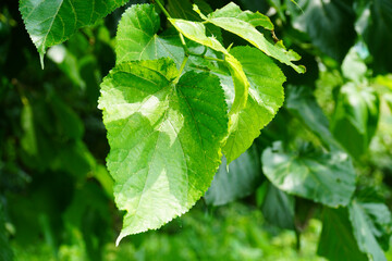 Wall Mural - green leaves of a tree