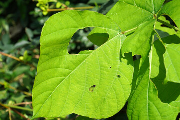 Wall Mural - green leaves on a branch