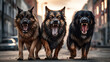  3 angry and aggressive dogs with big teeth on the street