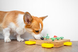 Fototapeta Zwierzęta - Corgi dog bent over interactive educational toy for, puzzle, slow feeder, pokes his nose into holes for hidden treat. Smart bowl, find dry food by smell. Pet training, mental activity, intelligence