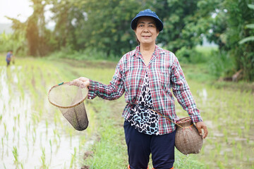 Asian senior woman farmer holds fishing net and creel to find freshwater algae (Spirogyra sp.) and fish at organic paddy field. Concept, rural agriculture lifestyle, earn living from nature.    