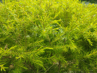 Melaleuca alternifolia.It is commonly known as tea tree. Narrow leaved paperbark.Flax leaved paperbark. Snow in summer.