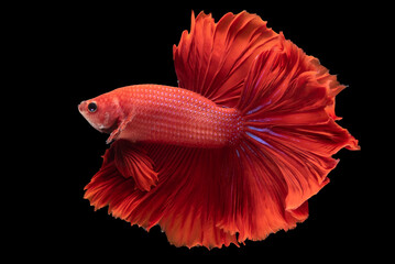 Wall Mural - Colorful red color Siamese betta fish showcases a kaleidoscope of vibrant and intense red shades, creating a mesmerizing sight on black background.